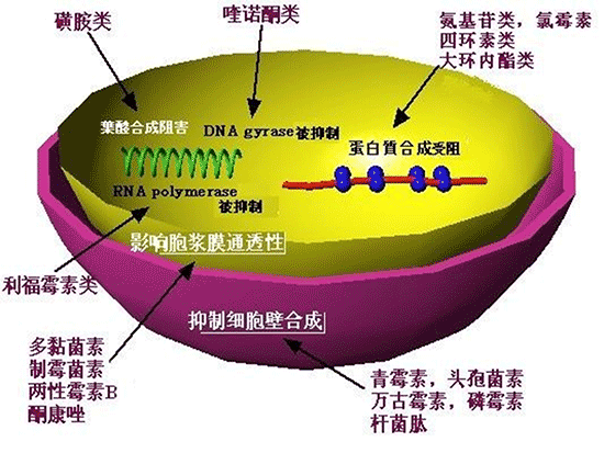 《药学专业知识二》高频考点：青霉素类考点汇总1