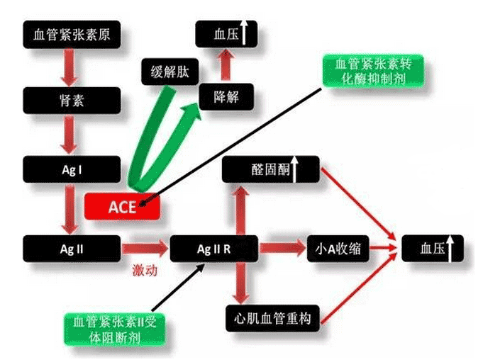 《药学专业知识二》高频考点：血管紧张素转化酶抑制剂（ACEI）类考点汇总1