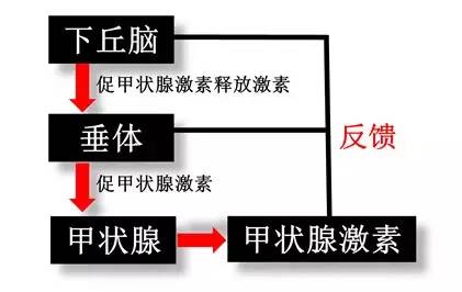 《药学专业知识二》高频考点：抗甲状腺药考点汇总1