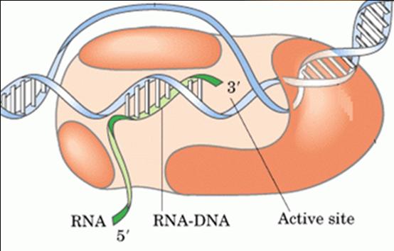 普通外科考研辅导：DnA的生物合成1