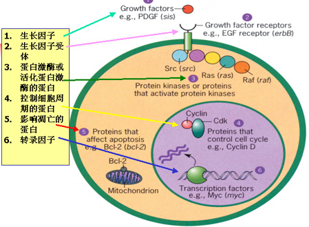 生物化学考研辅导：癌基因与生长因子1