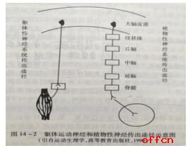 运动过程中人体机能状态变化规律2